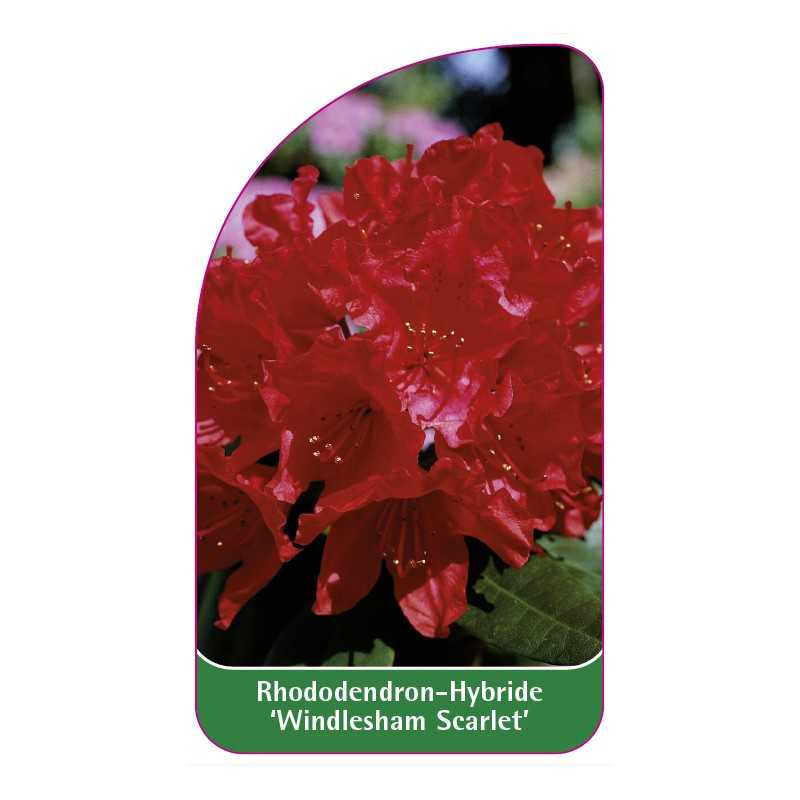 rhododendron-windlesham-scarlet-1