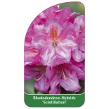 rhododendron-scintillation-1