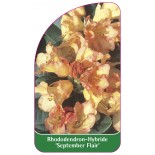 rhododendron-september-flair-1