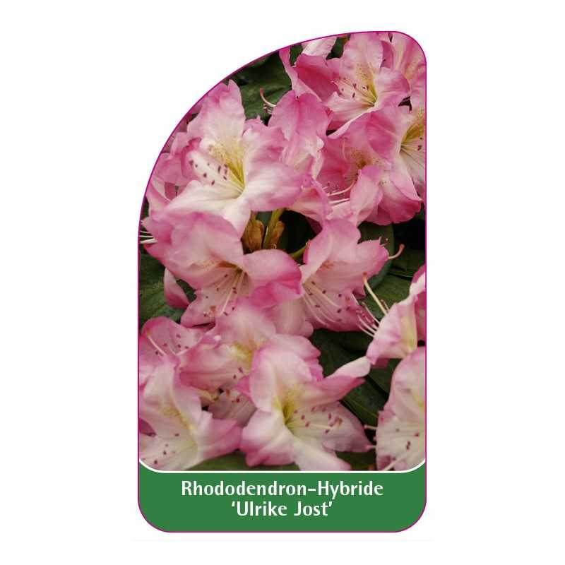 rhododendron-ulrike-jost-1