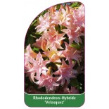 rhododendron-velasquez-1