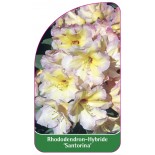 rhododendron-santorina-1