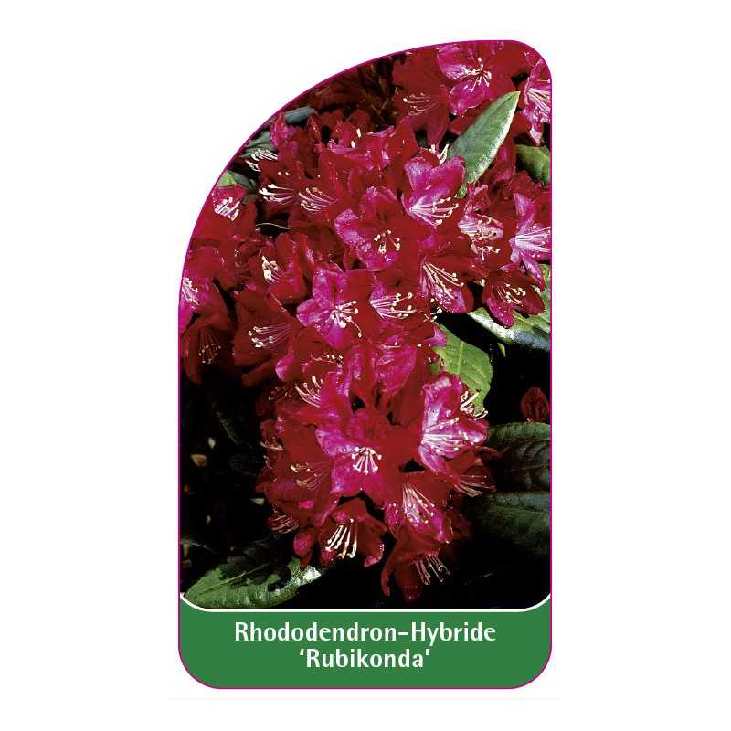 rhododendron-rubikonda-1