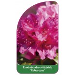 rhododendron-rubescens-1