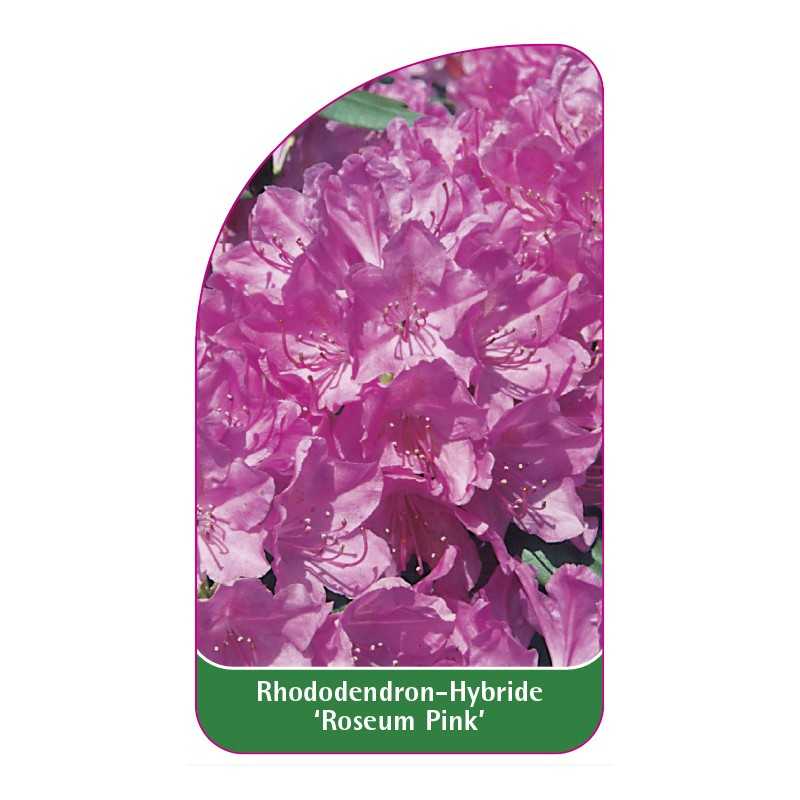 rhododendron-roseum-pink-1