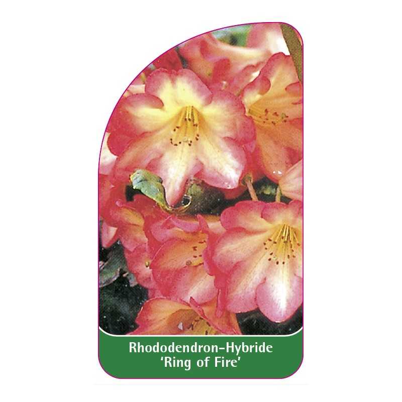 rhododendron-ring-of-fire-1