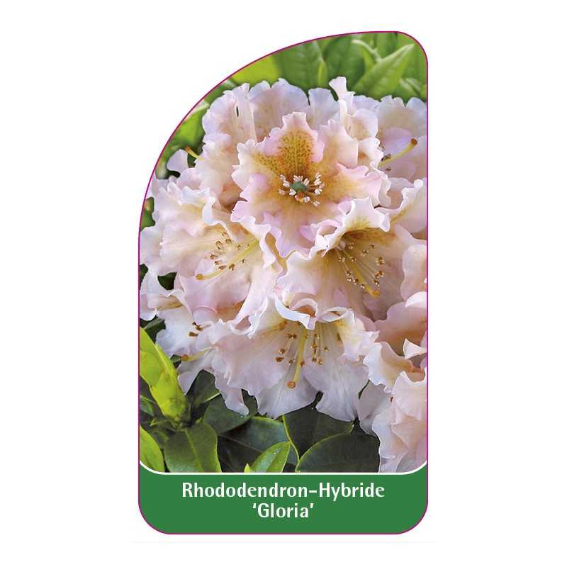 rhododendron-gloria-1