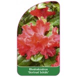 rhododendron-gertrud-schale-1