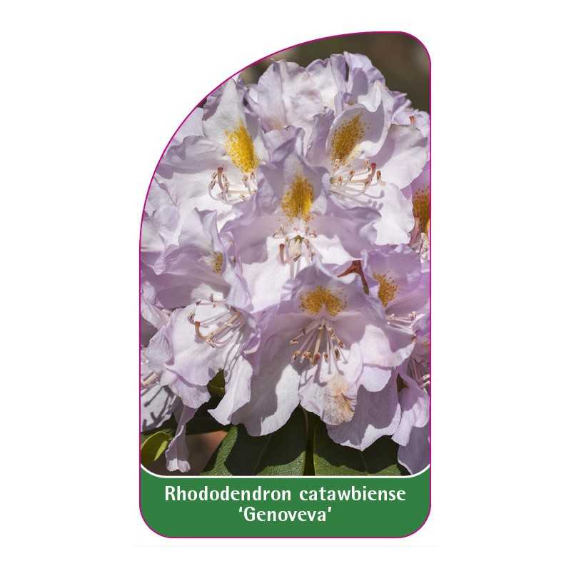 rhododendron-genoveva-a1