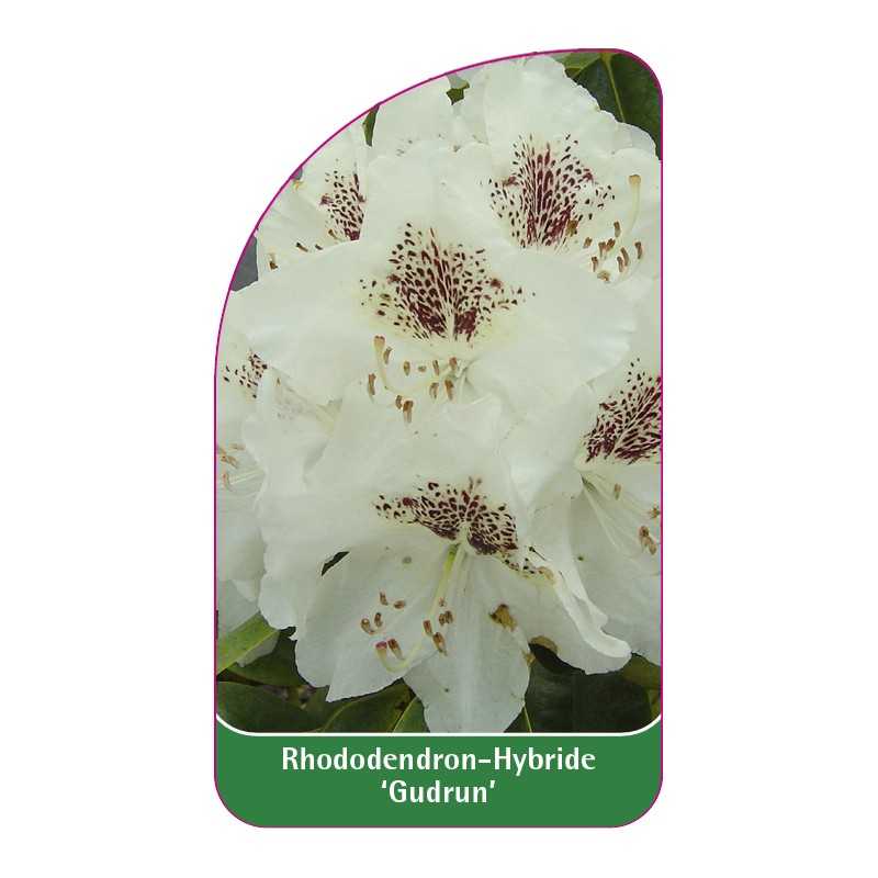 rhododendron-gudrun-1