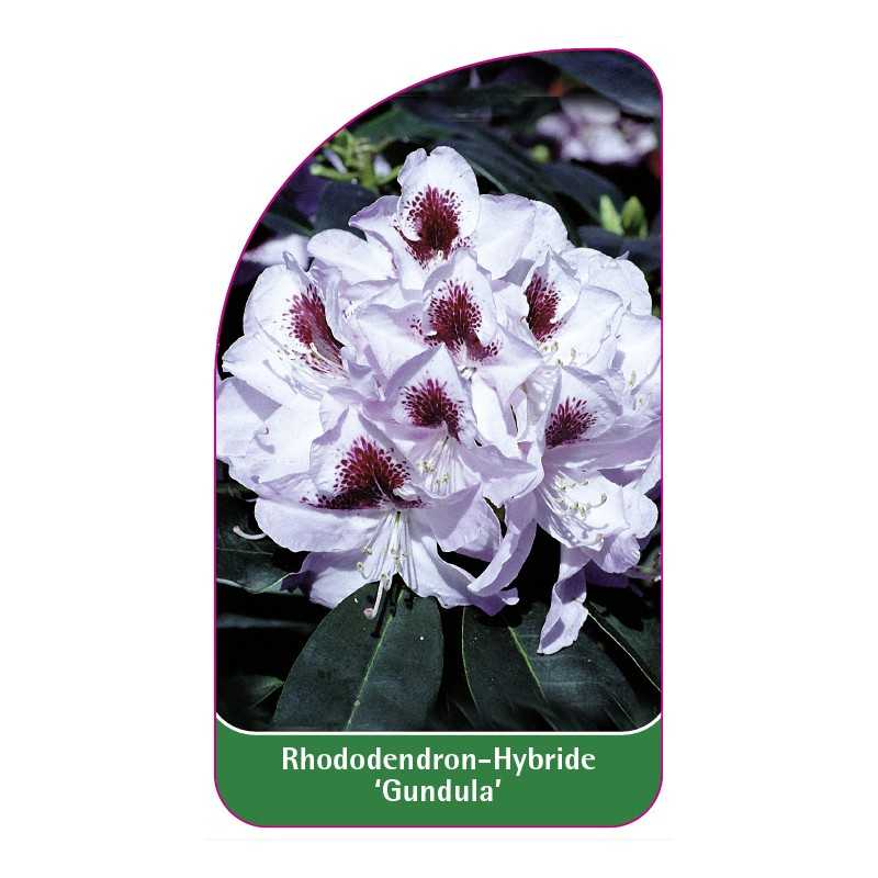 rhododendron-gundula-1