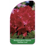 rhododendron-halfdan-lem-1