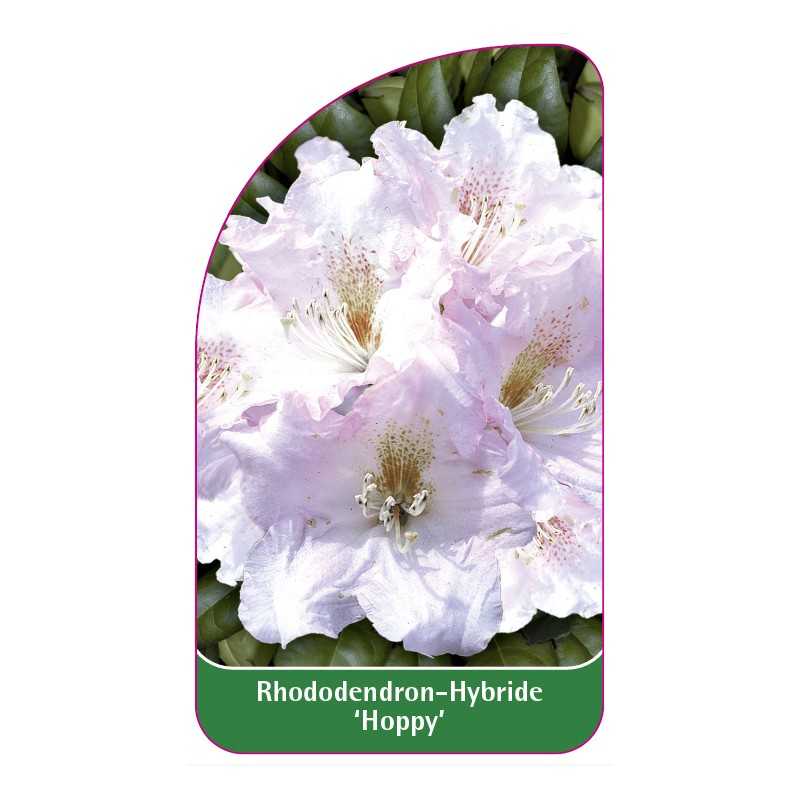 rhododendron-hoppy-1