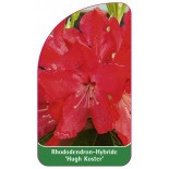 rhododendron-hugh-koster-1