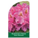 rhododendron-james-bateman-1