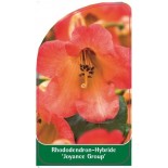 rhododendron-joyance-group-1