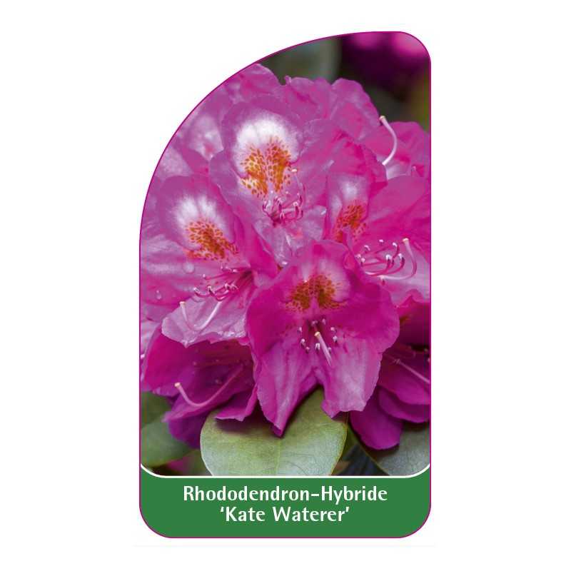 rhododendron-kate-waterer-1