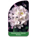 rhododendron-kristina-1