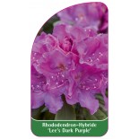 rhododendron-lee-s-dark-purple-1