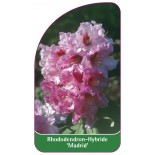 rhododendron-madrid-1