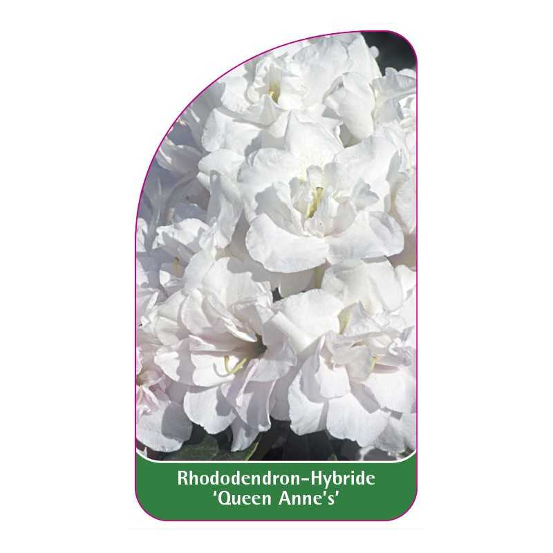 rhododendron-queen-anne-s-1