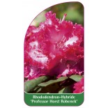 rhododendron-professor-horst-robenek-1