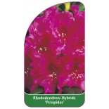 rhododendron-pelopidas-1