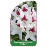 rhododendron-nishan-1