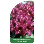 rhododendron-olin-o-dobbs-1