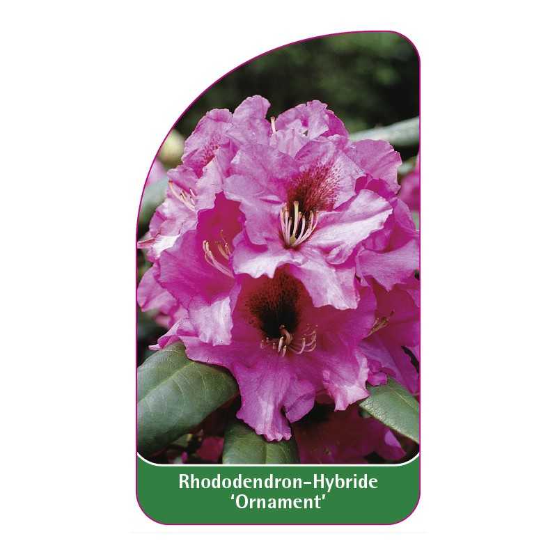 rhododendron-ornament-1