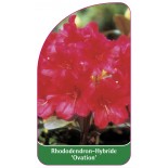 rhododendron-ovation-1