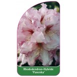 rhododendron-panenka-1