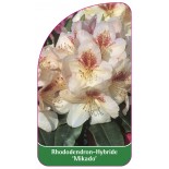 rhododendron-mikado-1