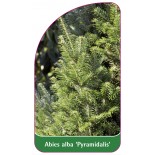 abies-alba-pyramidalis-1