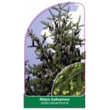 abies-balsamea1