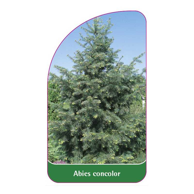 abies-concolor1