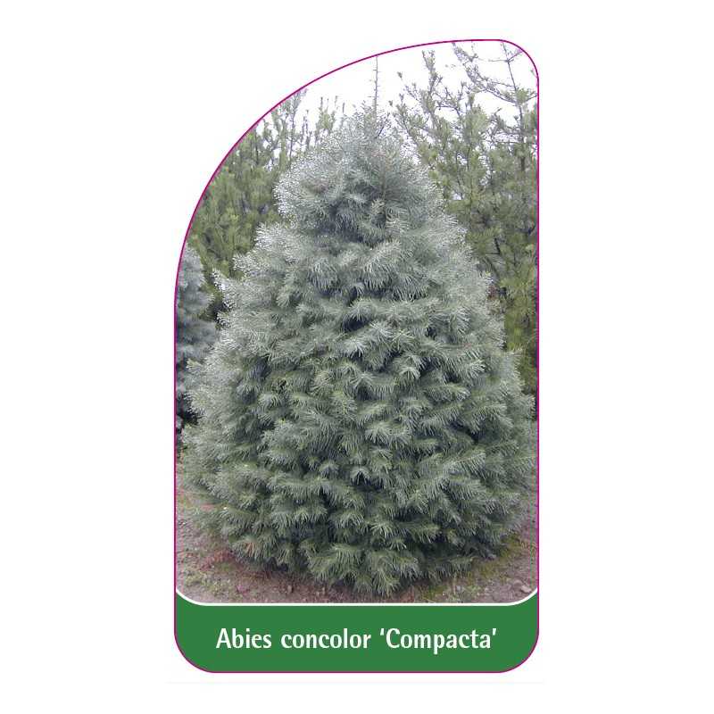 abies-concolor-compacta-1