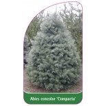 abies-concolor-compacta-1