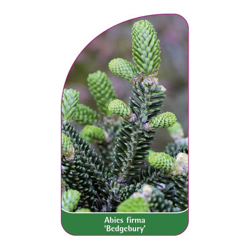 abies-firma-bedgebury-1