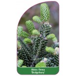 abies-firma-bedgebury-1