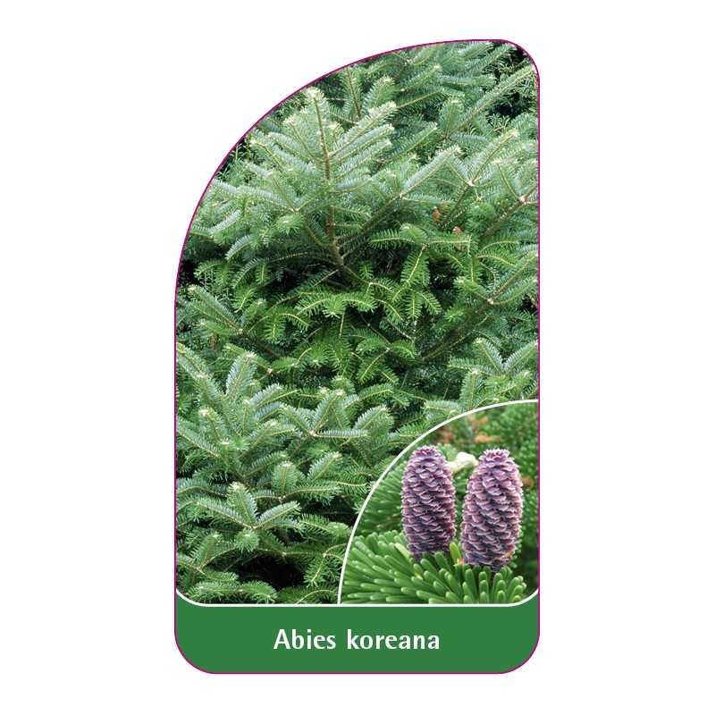 abies-koreana1