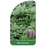 abies-koreana1