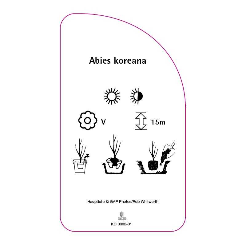 abies-koreana0