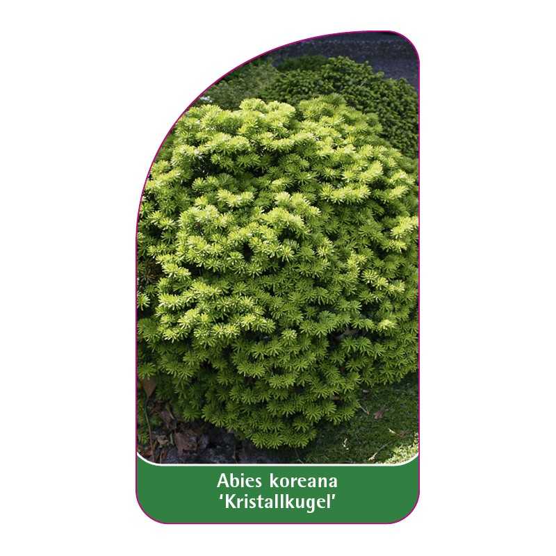 abies-koreana-kristallkugel-1