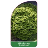 abies-koreana-kristallkugel-1