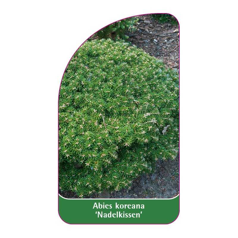 abies-koreana-nadelkissen-1