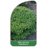 abies-koreana-nadelkissen-1