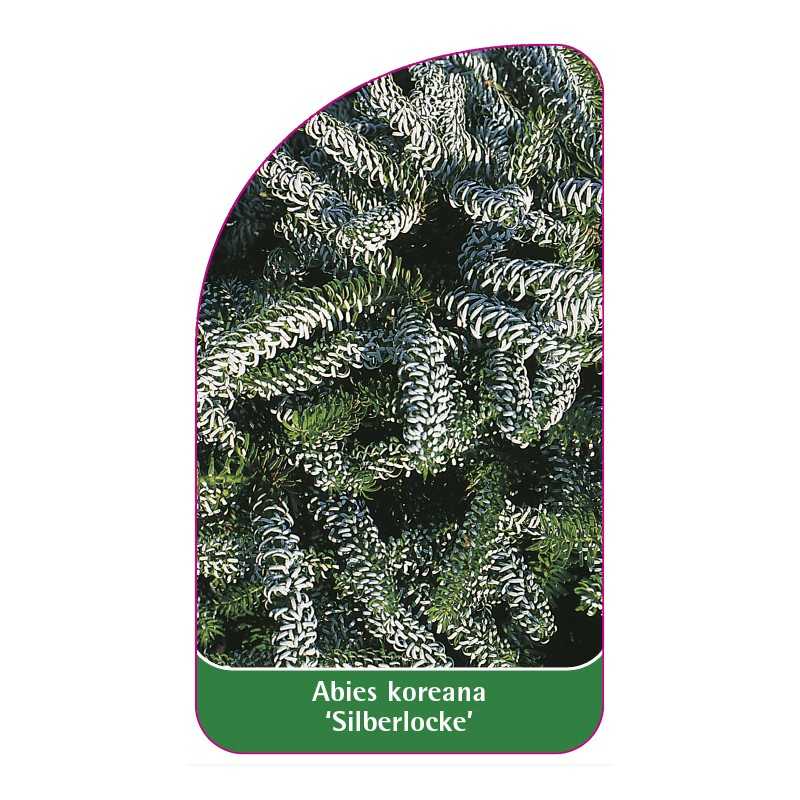 abies-koreana-silberlocke-1