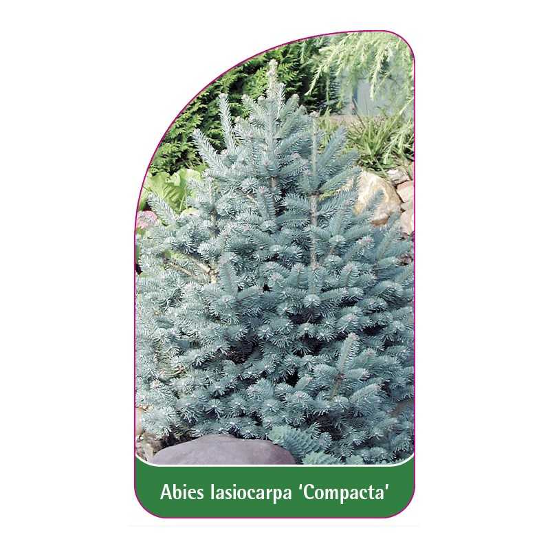 abies-lasiocarpa-compacta-1