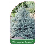 abies-lasiocarpa-compacta-1